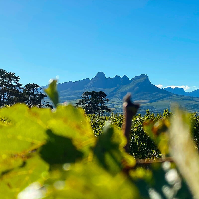 Vineyard landscape with lush grapevines and mountain backdrop in South Africa. Perfect for wine tour.